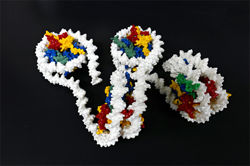 ヒストンとDNAの立体模型の図