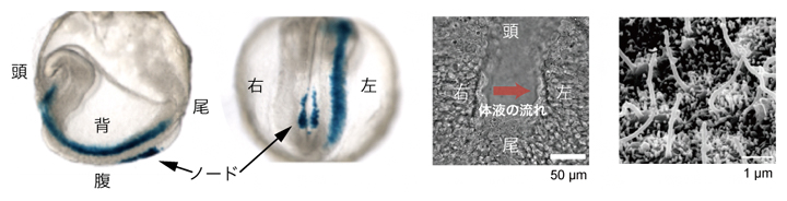 マウス初期胚の遺伝子発現（青色）の左右非対称性を決定するノードと繊毛の図