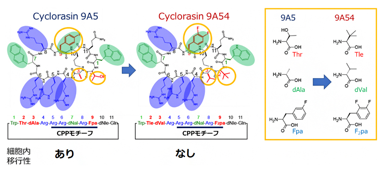 解析に用いた細胞内移行性の異なるCyclorasinペプチドの図