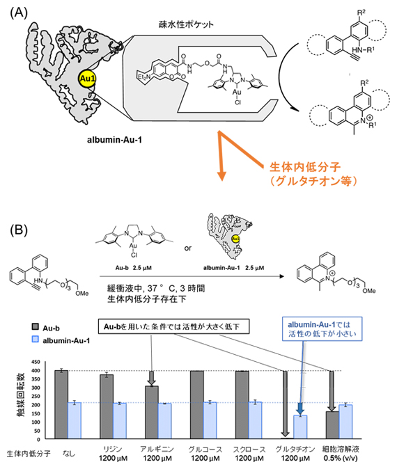 金触媒を用いたアルブミン人工金属酵素の開発の図