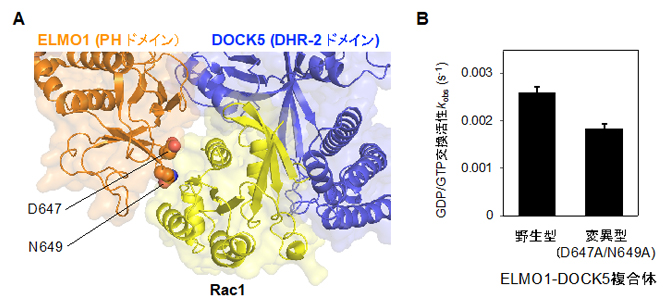 DOCK5によるRac1の活性化を補助するELMO1のPHドメインの図