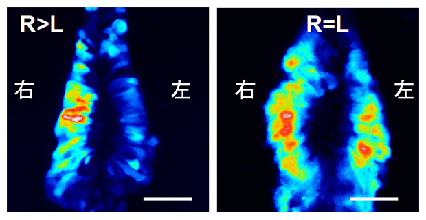 Dand5 mRNAの左側特異的な分解（左）は、3'-UTRに欠損が生じると観察されなくなるの図