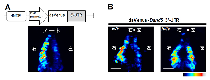蛍光タンパク質の配列とDand5 mRNA の3'-UTRを融合したmRNAを発現するトランスジェニックマウス胚の図