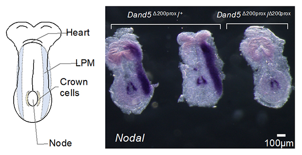 Dand5 mRNA 3'-UTRの5'末端200塩基に依存するNodal遺伝子の左側特異的な発現の図