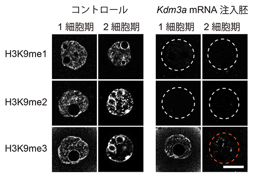 ヒストン脱メチル化酵素Kdm3aによるクローン胚のH3K9メチル化への影響の図