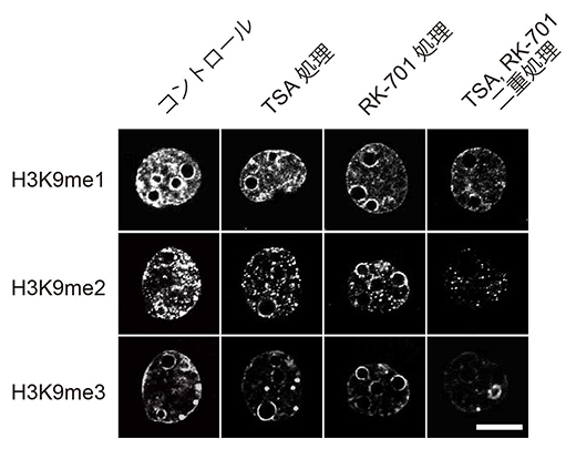 二つの阻害剤の単独・同時処理による2細胞期のクローン胚のH3K9メチル化への影響の図