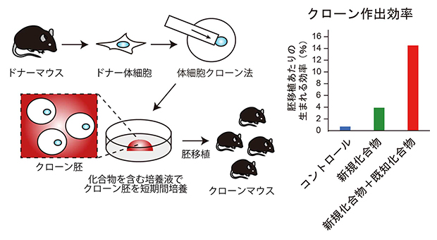 二つの阻害剤の同時処理によるクローンマウスの出生への影響の図